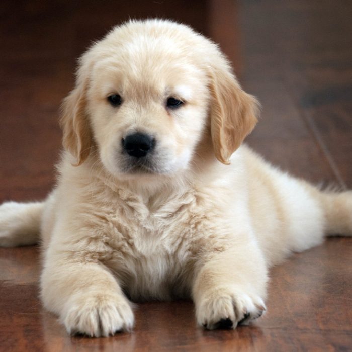 shallow-focus-shot-of-a-cute-golden-retriever-puppy-resting-on-the-floor