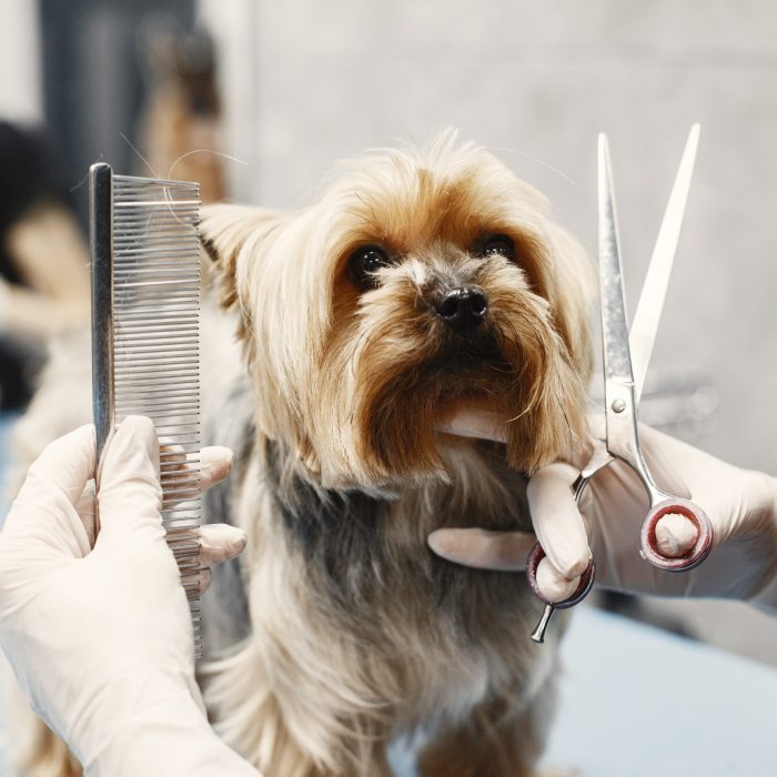 Woman shears a dog. Dog sitting on a couch. Breed Yorkshire Terrier.